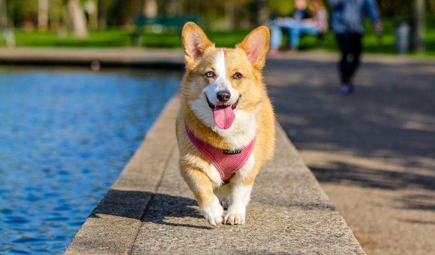 Mastering Bakharwal Dog Training: Expert Tips for Obedience and Commands